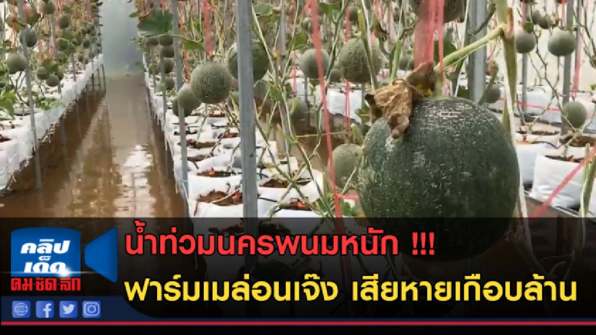 (คลิปข่าว)น้ำท่วมนครพนมหนัก ฟาร์มเมล่อนเจ๊ง เสียหายเกือบล้าน (คลิปข่าว)น้ำท่วมนครพนมหนัก ฟาร์มเมล่อนเจ๊ง เสียหายเกือบล้าน