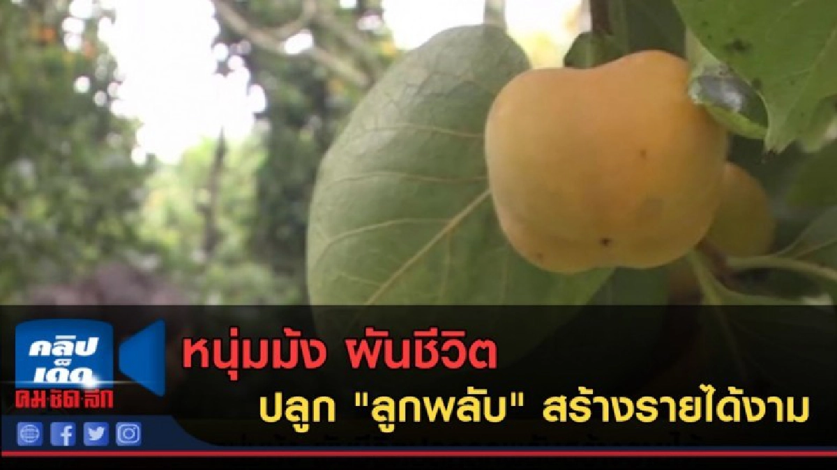 (คลิปข่าว) หนุ่มม้งผันชีวิต ปลูก "ลูกพลับ" สร้างรายได้งาม