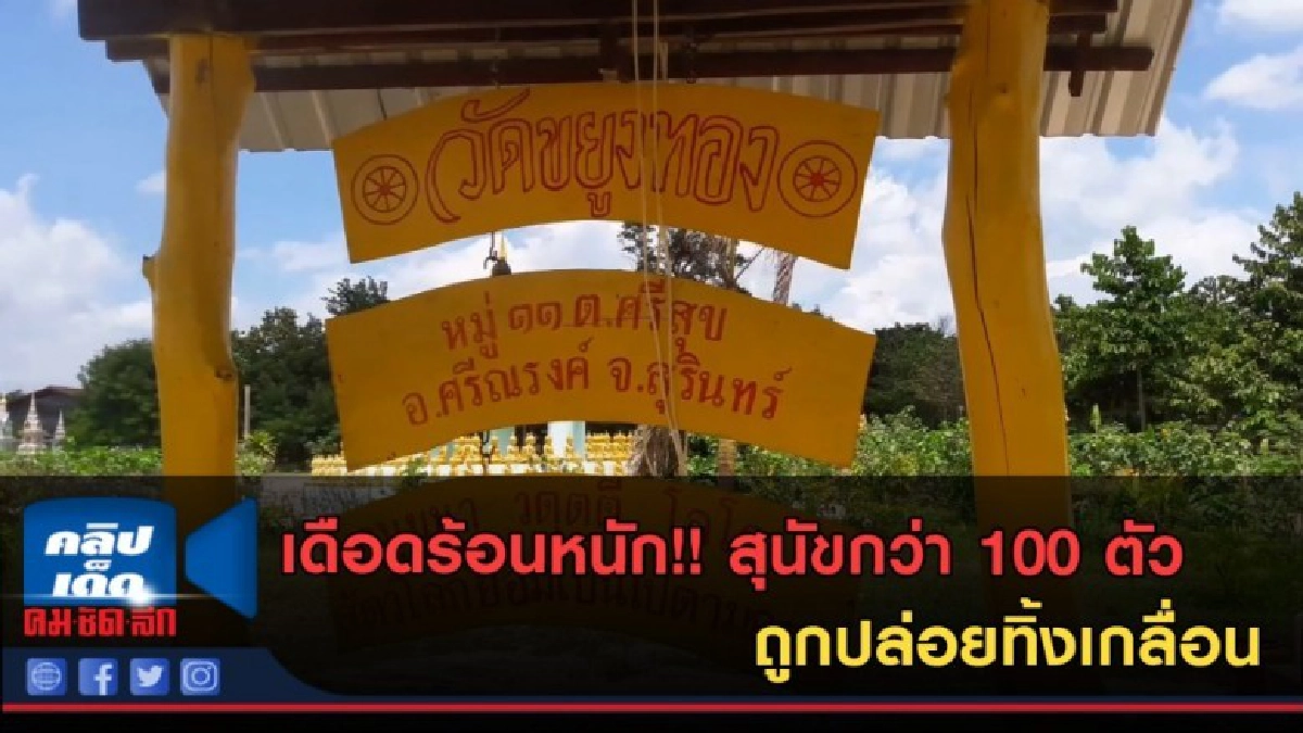 (คลิปข่าว)สุนัขกว่า 100 ตัว ถูกปล่อยทิ้งเกลื่อน (คลิปข่าว)สุนัขกว่า 100 ตัว ถูกปล่อยทิ้งเกลื่อน