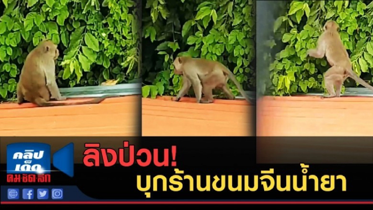 (คลิปข่าว) ลิงป่วนบุกร้านขนมจีนน้ำยาปู (คลิปข่าว) ลิงป่วนบุกร้านขนมจีนน้ำยาปู