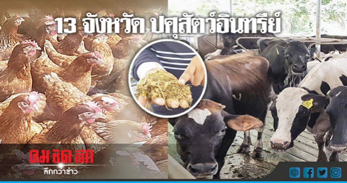 13 จังหวัดปศุสัตว์อินทรีย์ !!! 13 จังหวัดปศุสัตว์อินทรีย์ !!!