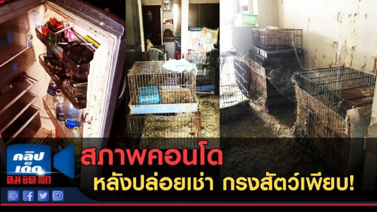 (คลิปข่าว) สภาพคอนโด หลังปล่อยเช่า กรงสัตว์เพียบ! (คลิปข่าว) สภาพคอนโด หลังปล่อยเช่า กรงสัตว์เพียบ!