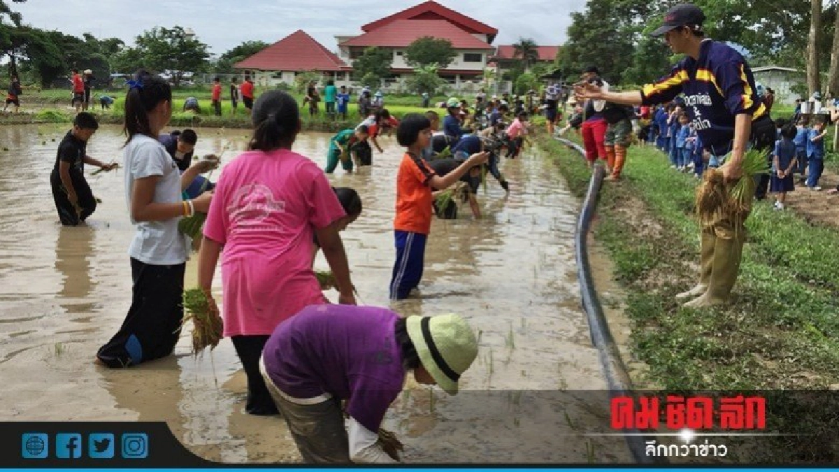 พลังฟันน้ำนม "ลงแขกถอนกล้า-ดำนา" สืบสานศก.พอเพียง