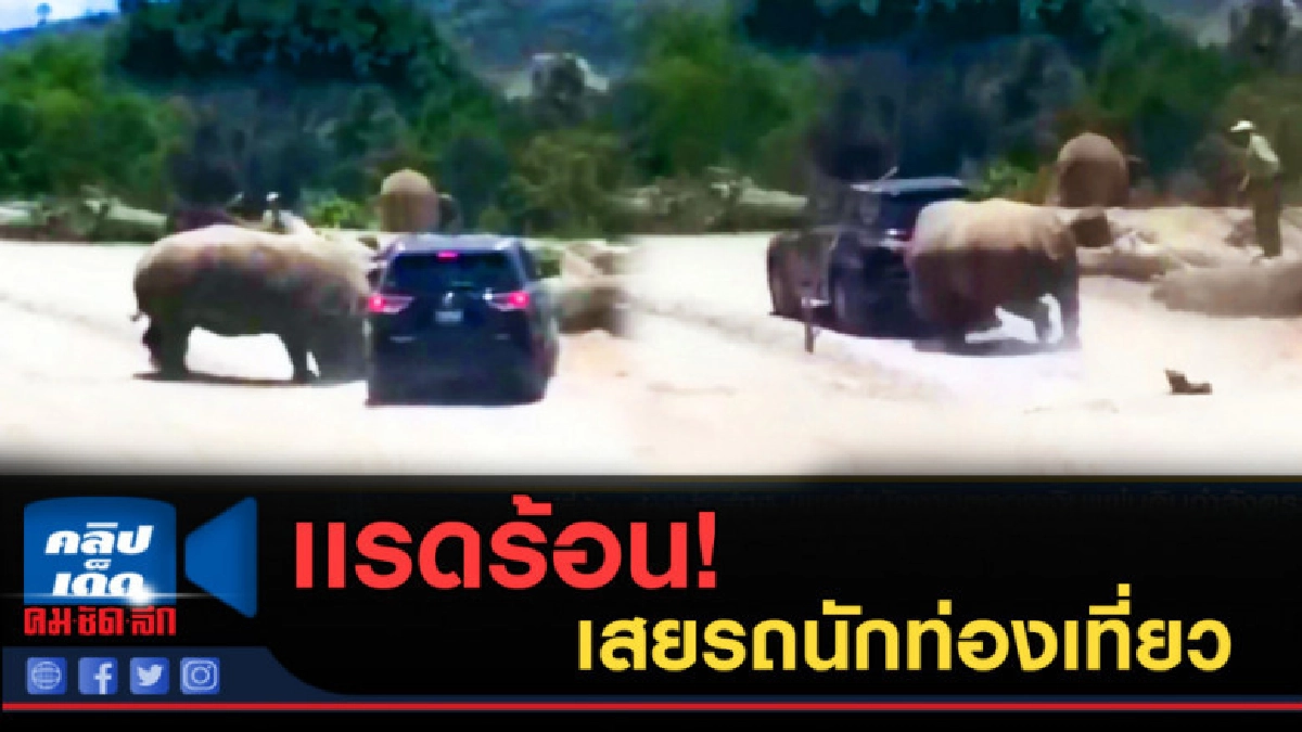 (คลิปข่าว) ไม่รู้ว่าโกรธอะไร แรดในสวนสัตว์พุ่งชนรถ นทท. (คลิปข่าว) ไม่รู้ว่าโกรธอะไร แรดในสวนสัตว์พุ่งชนรถ นทท.