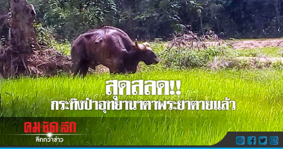 กระทิงป่าอุทยานแห่งชาติตาพระยาตายแล้ว 