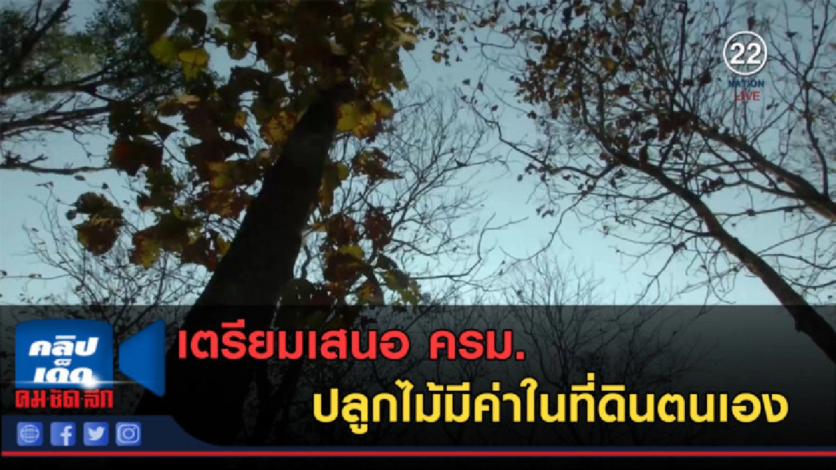 (คลิปข่าว) เตรียมเสนอ ครม.ปลูกไม้มีค่าในที่ดินตนเอง (คลิปข่าว) เตรียมเสนอ ครม.ปลูกไม้มีค่าในที่ดินตนเอง