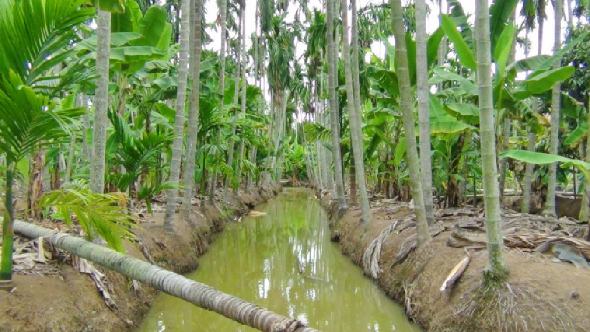 ฝนหนัก ส่งผลดีต่อชาวสวนเกษตรแปดริ้ว แต่กระทบผู้เลี้ยงกุ้ง