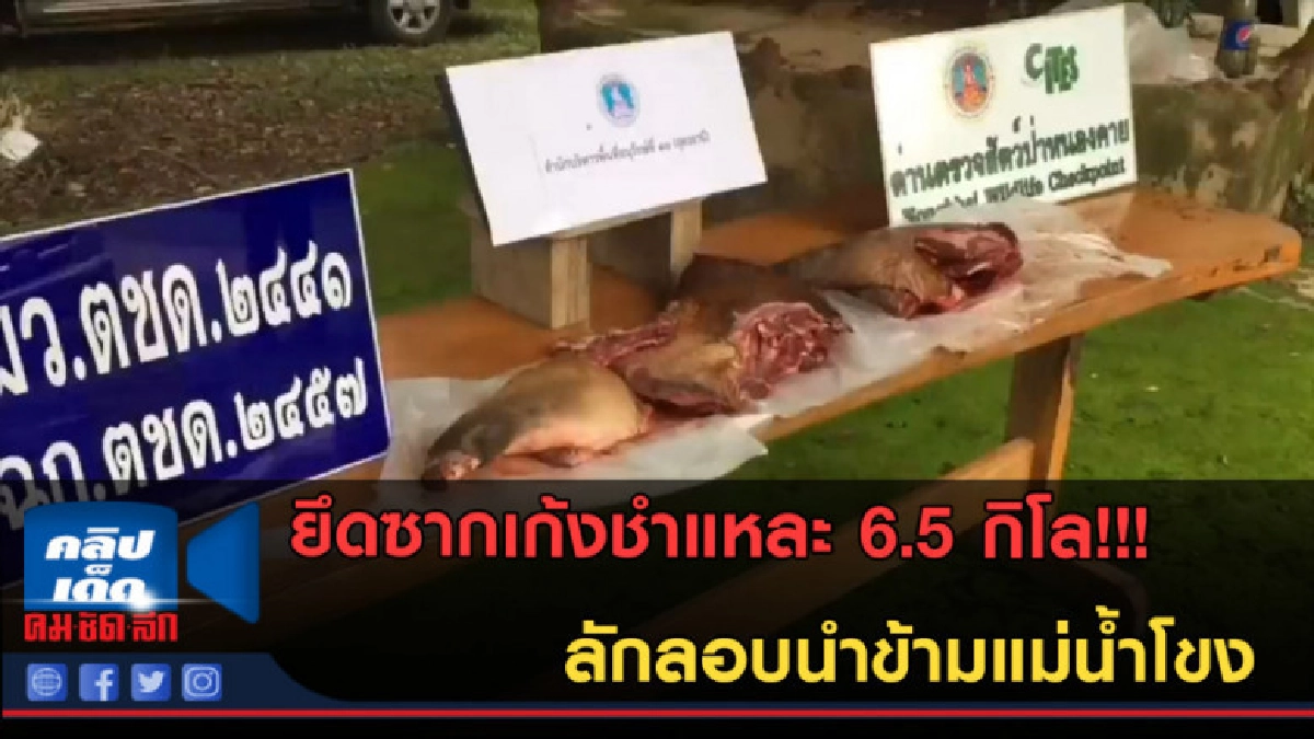 (คลิปข่าว) ยึดซากเก้งชำแหละ 6.5 กิโล! ลักลอบนำข้ามแม่น้ำโขง (คลิปข่าว) ยึดซากเก้งชำแหละ 6.5 กิโล! ลักลอบนำข้ามแม่น้ำโขง