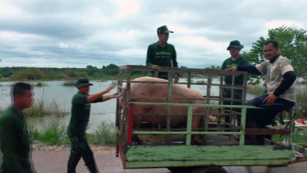 น้ำโขงยังหนุนชาวบ้านย้ายหมูหนีขึ้นที่สูงอลหม่าน น้ำโขงยังหนุนชาวบ้านย้ายหมูหนีขึ้นที่สูงอลหม่าน