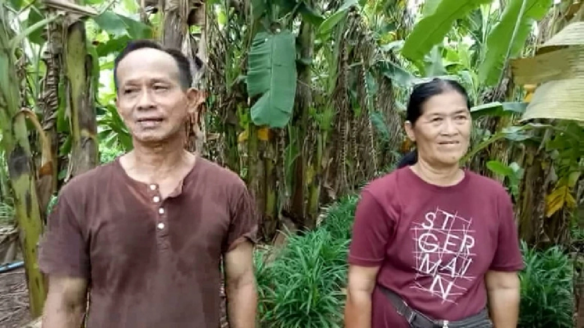 ปลูกกล้วย-แซมด้วยใบเตยหอม  ขายสร้างรายได้กระฉูด