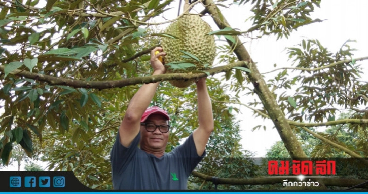 เปิดประมูลหมอนทองยักษ์ 18 กก. เริ่มต้น 10,000 บาท เปิดประมูลหมอนทองยักษ์ 18 กก. เริ่มต้น 10,000 บาท