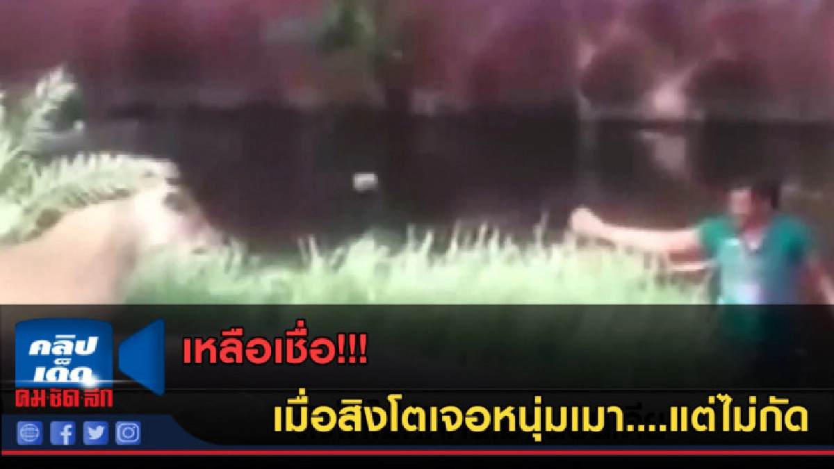 (คลิปข่าว) เหลือเชื่อ...เมื่อสิงโตเจอหนุ่มเมาแต่ไม่กัด