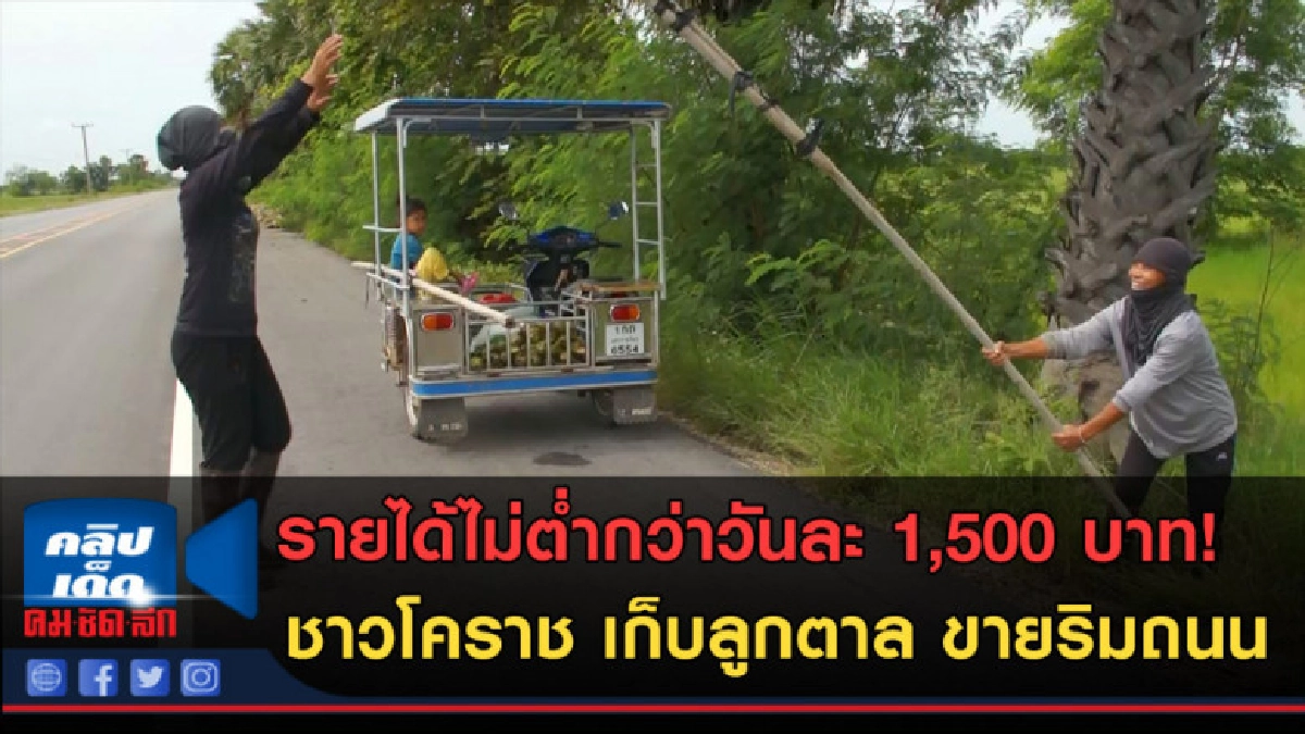 (คลิปข่าว)รายได้ไม่ต่ำกว่าวันละ 1,500 บาท! ชาวโคราชขายลูกตาล (คลิปข่าว)รายได้ไม่ต่ำกว่าวันละ 1,500 บาท! ชาวโคราชขายลูกตาล