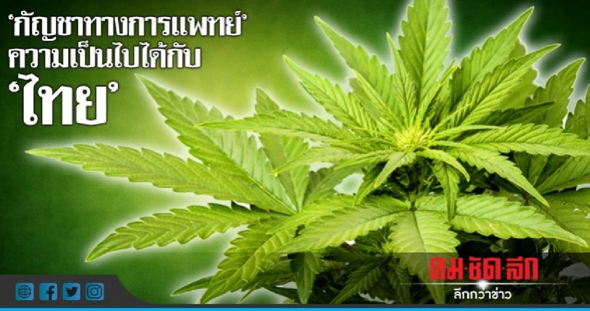 "กัญชาทางการแพทย์" ความเป็นไปได้กับ "ไทย" "กัญชาทางการแพทย์" ความเป็นไปได้กับ "ไทย"