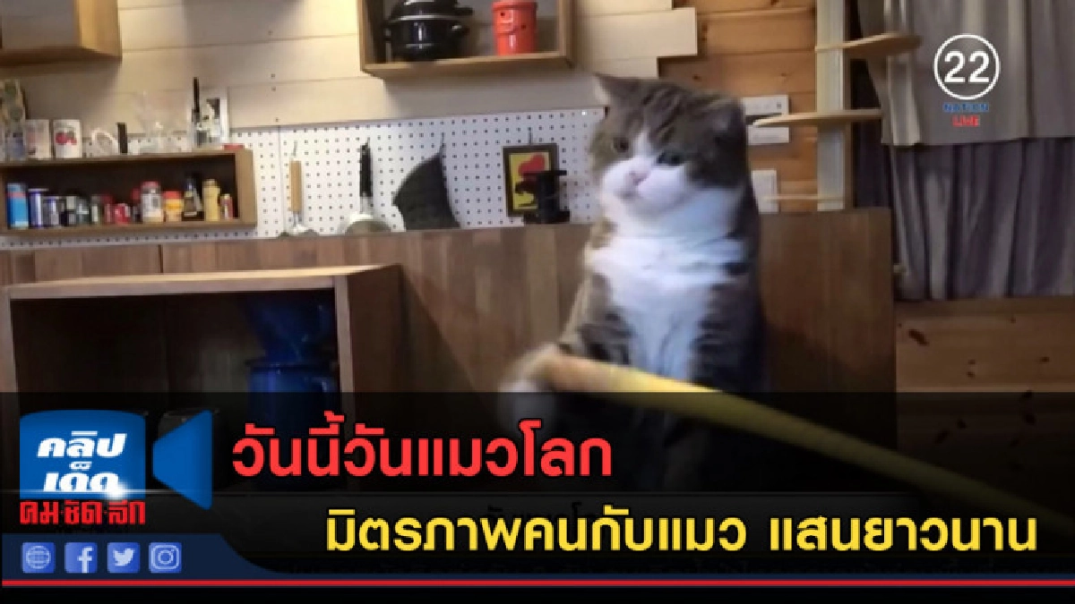 (คลิปข่าว) วันนี้วันแมวโลก รู้หรือไม่มิตรภาพคนกะแมวมีมานาน (คลิปข่าว) วันนี้วันแมวโลก รู้หรือไม่มิตรภาพคนกะแมวมีมานาน