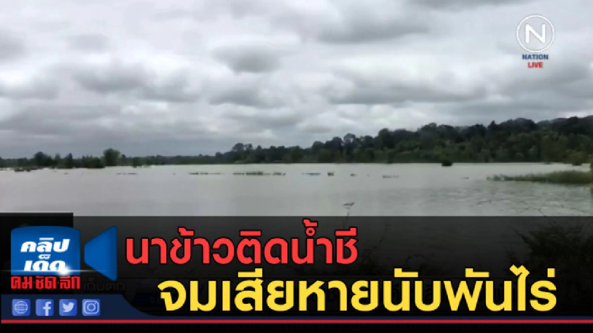 (คลิปข่าว) นาข้าวติดน้ำชีจมเสียหายนับพันไร่