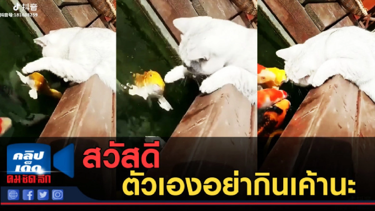 (คลิปข่าว) ตัวเองอย่ากินเค้านะ (คลิปข่าว) ตัวเองอย่ากินเค้านะ