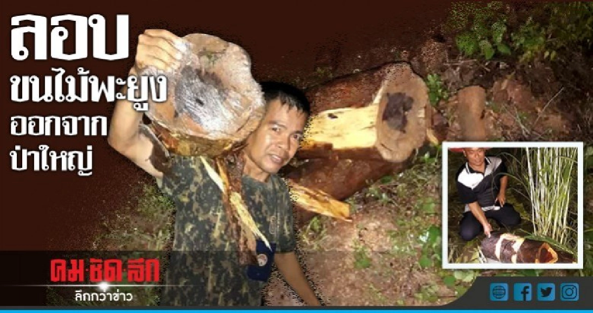 เล่นทีเผลอ!!ลอบขนไม้พะยูงออกจากป่า เล่นทีเผลอ!!ลอบขนไม้พะยูงออกจากป่า