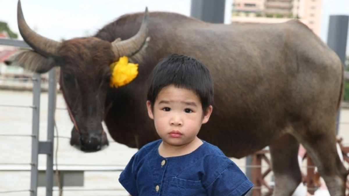 คนดังลงแปลงดำนากลางกรุง