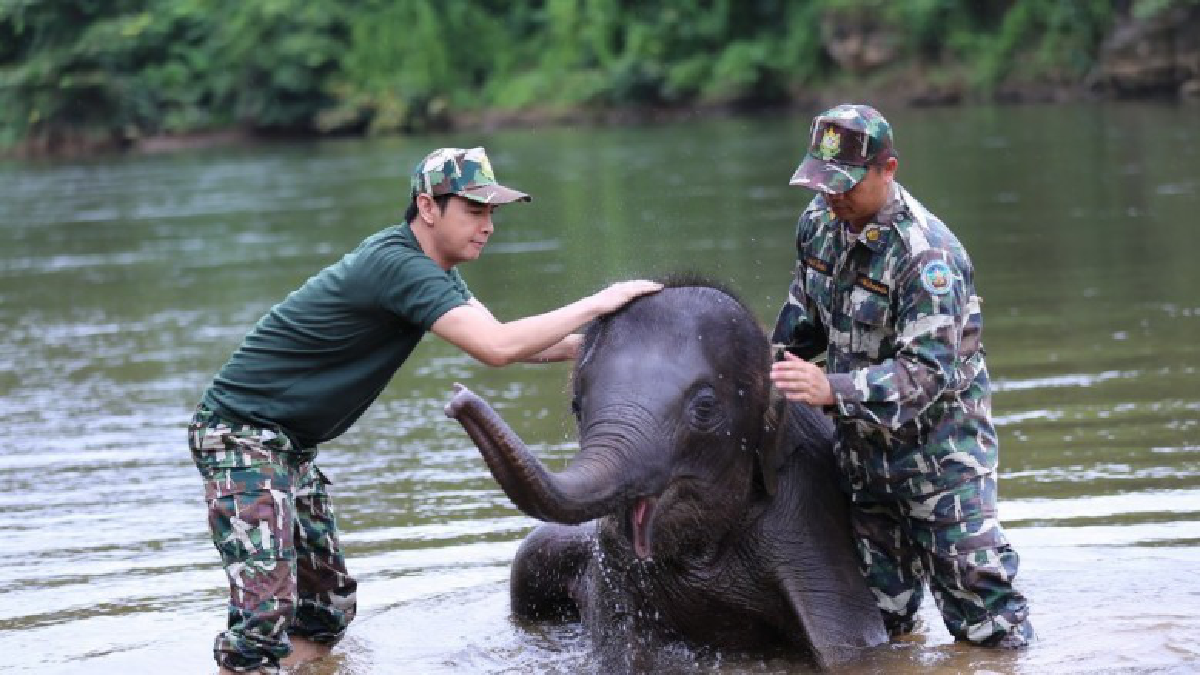  "ป่ารักษ์ช้าง" ละครเทิดพระเกียรติวันแม่