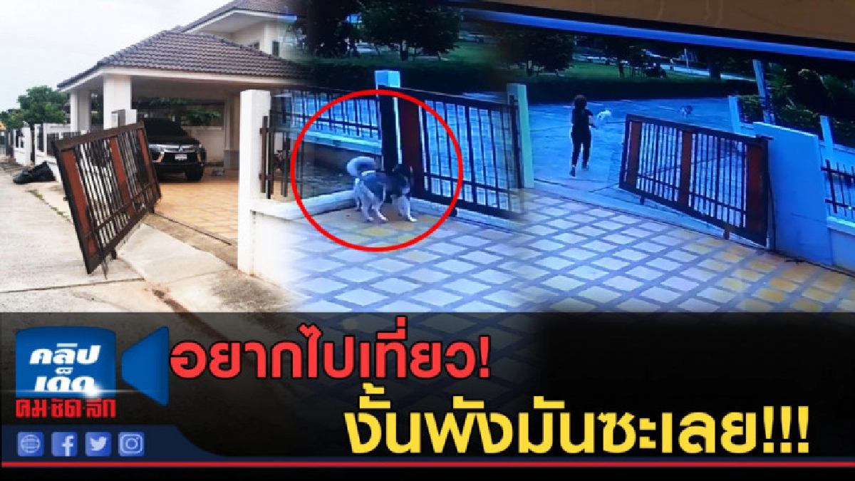 (คลิปข่าว) เมื่อน้องหมา เกิดอยากจะออกไปเดินเล่นนอกบ้าน (คลิปข่าว) เมื่อน้องหมา เกิดอยากจะออกไปเดินเล่นนอกบ้าน