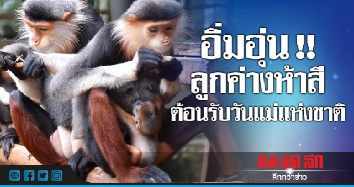 เฮ ! ลูกค่างห้าสี ต้อนรับวันแม่แห่งชาติ เฮ ! ลูกค่างห้าสี ต้อนรับวันแม่แห่งชาติ