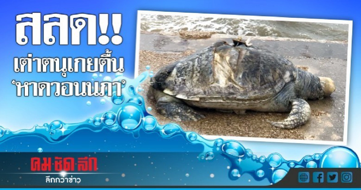 สลด! เต่าตนุ ตัวแรกเกยตื้นตาย 'หาดวอนนภา' สลด! เต่าตนุ ตัวแรกเกยตื้นตาย 'หาดวอนนภา'