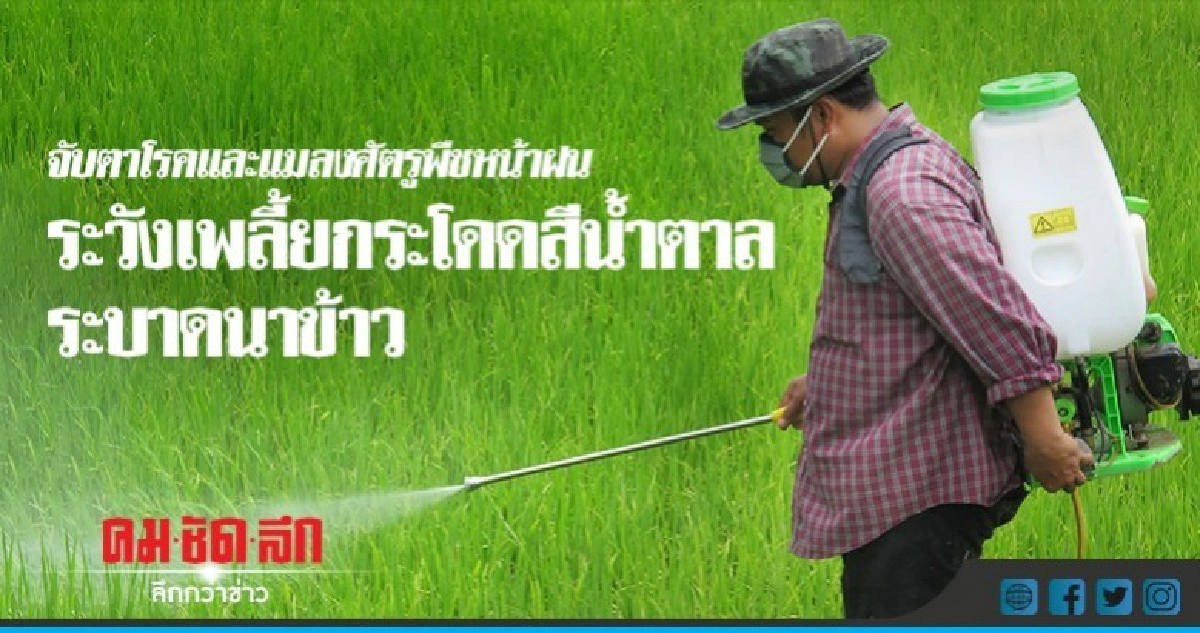 จับตา 'ศัตรูพืช' ระบาด! จับตา 'ศัตรูพืช' ระบาด!