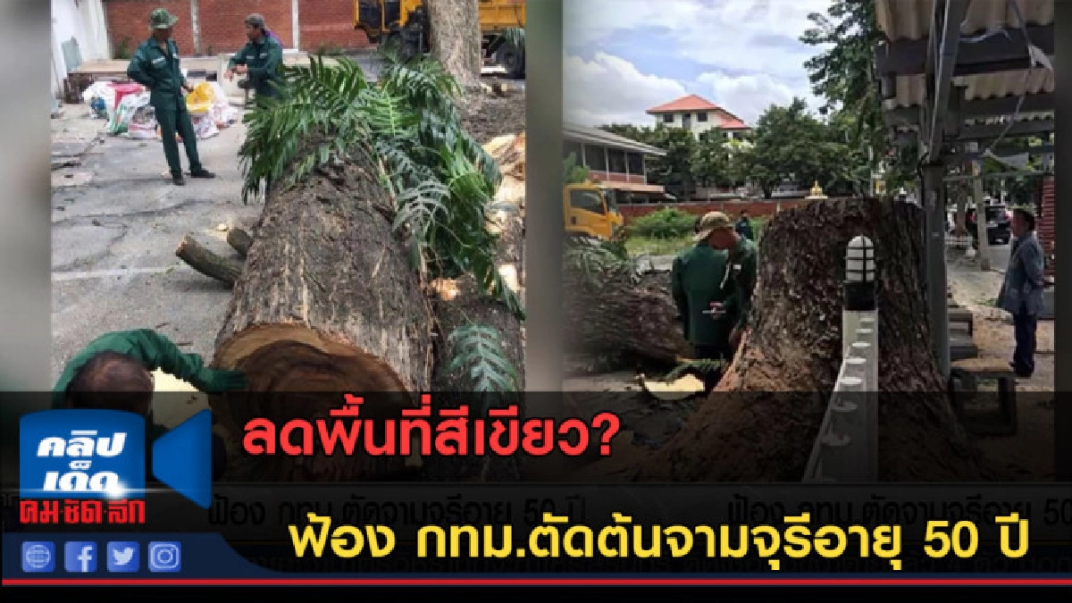 (คลิปข่าว) ฟ้อง กทม.ตัดต้นจามจุรีอายุ 50 ปี (คลิปข่าว) ฟ้อง กทม.ตัดต้นจามจุรีอายุ 50 ปี