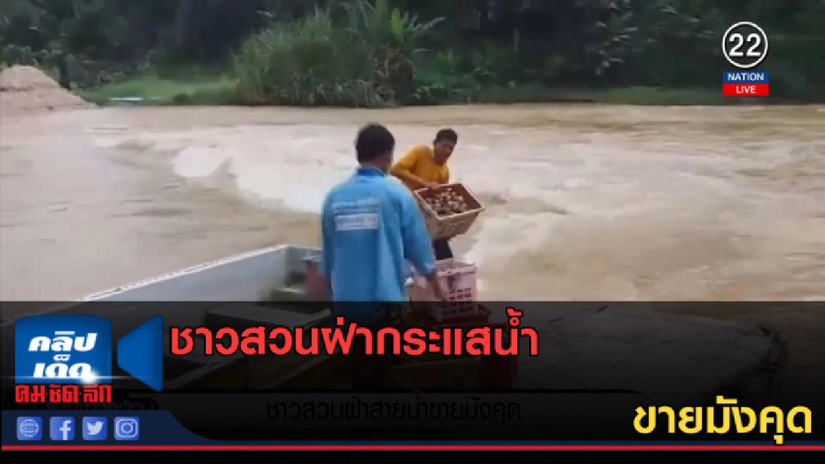 (คลิปข่าว) ชาวสวนฝ่ากระแสน้ำ ขายมังคุด (คลิปข่าว) ชาวสวนฝ่ากระแสน้ำ ขายมังคุด