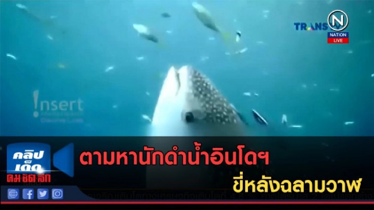 (คลิปข่าว) ตามหานักดำน้ำอินโดฯ ขี่หลังฉลามวาฬ