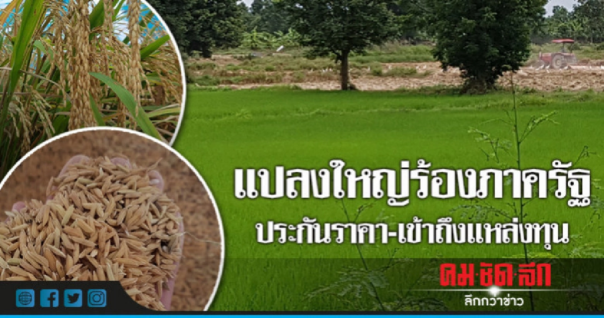 แปลงใหญ่ร้องภาครัฐประกันราคา-เข้าถึงแหล่งทุน แปลงใหญ่ร้องภาครัฐประกันราคา-เข้าถึงแหล่งทุน