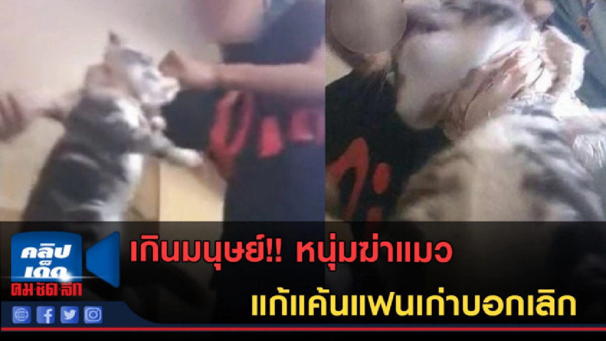 (คลิปข่าว) ฆ่าแมวแก้แค้นแฟนเก่าบอกเลิก ก่อนอัดคลิปส่งให้ดู (คลิปข่าว) ฆ่าแมวแก้แค้นแฟนเก่าบอกเลิก ก่อนอัดคลิปส่งให้ดู