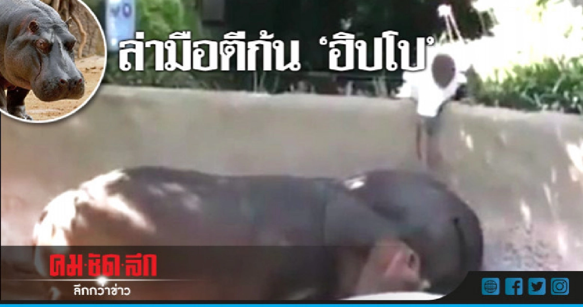 ตร.แอลเอสอบคลิปหนุ่มย่องตีบั้นท้ายฮิปโปในสวนสัตว์ ตร.แอลเอสอบคลิปหนุ่มย่องตีบั้นท้ายฮิปโปในสวนสัตว์