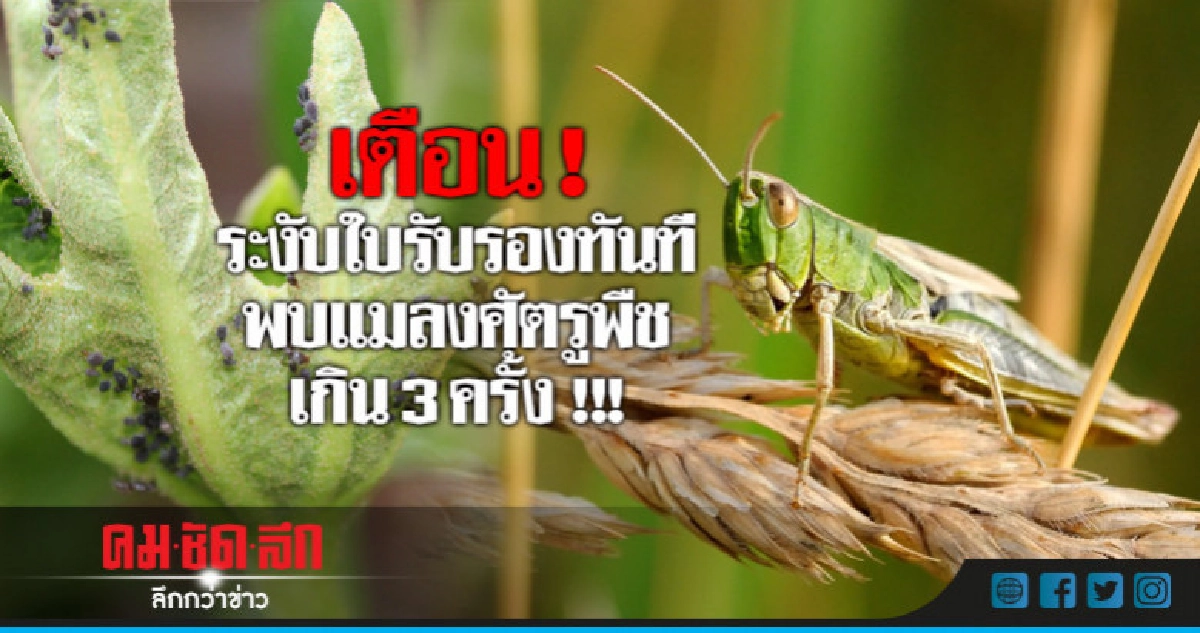 ขู่ ! ผู้ส่งออกระงับใบรับรองไม่แก้แมลงศัตรูพืช ขู่ ! ผู้ส่งออกระงับใบรับรองไม่แก้แมลงศัตรูพืช