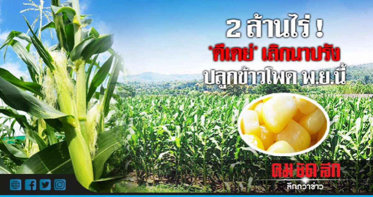 "ดีเดย์"เลิกทำนาปรังปลูกข้าวโพด 2 ล้านไร่พ.ย.นี้ "ดีเดย์"เลิกทำนาปรังปลูกข้าวโพด 2 ล้านไร่พ.ย.นี้