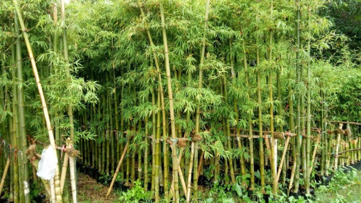 เพาะชำตอไผ่เลี้ยงขาย  สร้างรายได้กระฉูดสูงเดือนละห้าหมืน!!