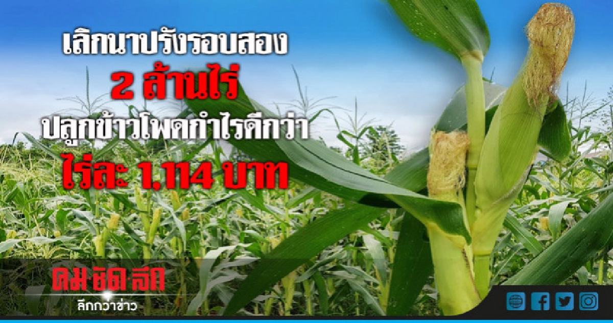 เลิกนาปรังรอบสอง 2 ล้านไร่ปลูกข้าวโพดกำไรดี เลิกนาปรังรอบสอง 2 ล้านไร่ปลูกข้าวโพดกำไรดี