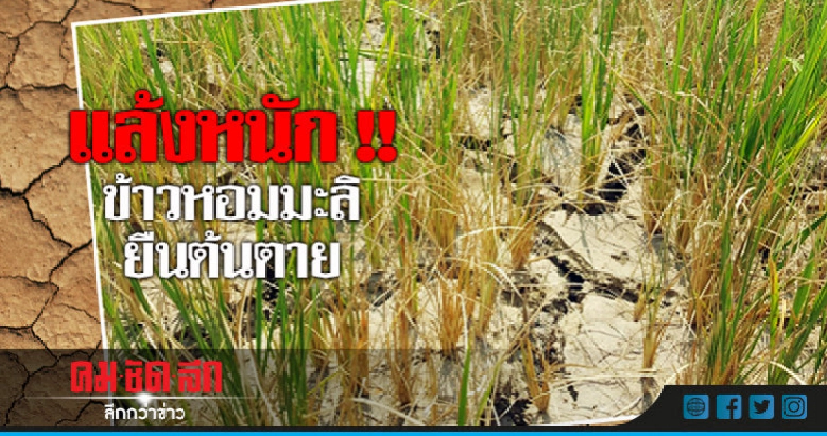 แล้งหนัก ! ข้าวหอมมะลิยืนต้นตาย