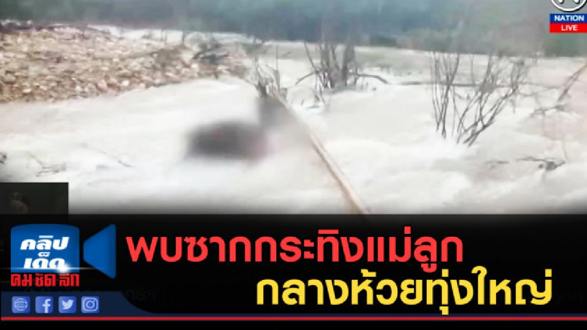 (คลิปข่าว) พบซากกระทิงแม่ลูก กลางห้วยทุ่งใหญ่ (คลิปข่าว) พบซากกระทิงแม่ลูก กลางห้วยทุ่งใหญ่