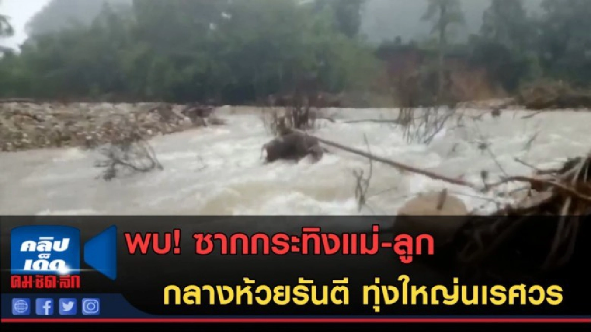 (คลิปข่าว) พบ ซากกระทิงแม่-ลูก กลางห้วยรันตี ทุ่งใหญ่นเรศวร