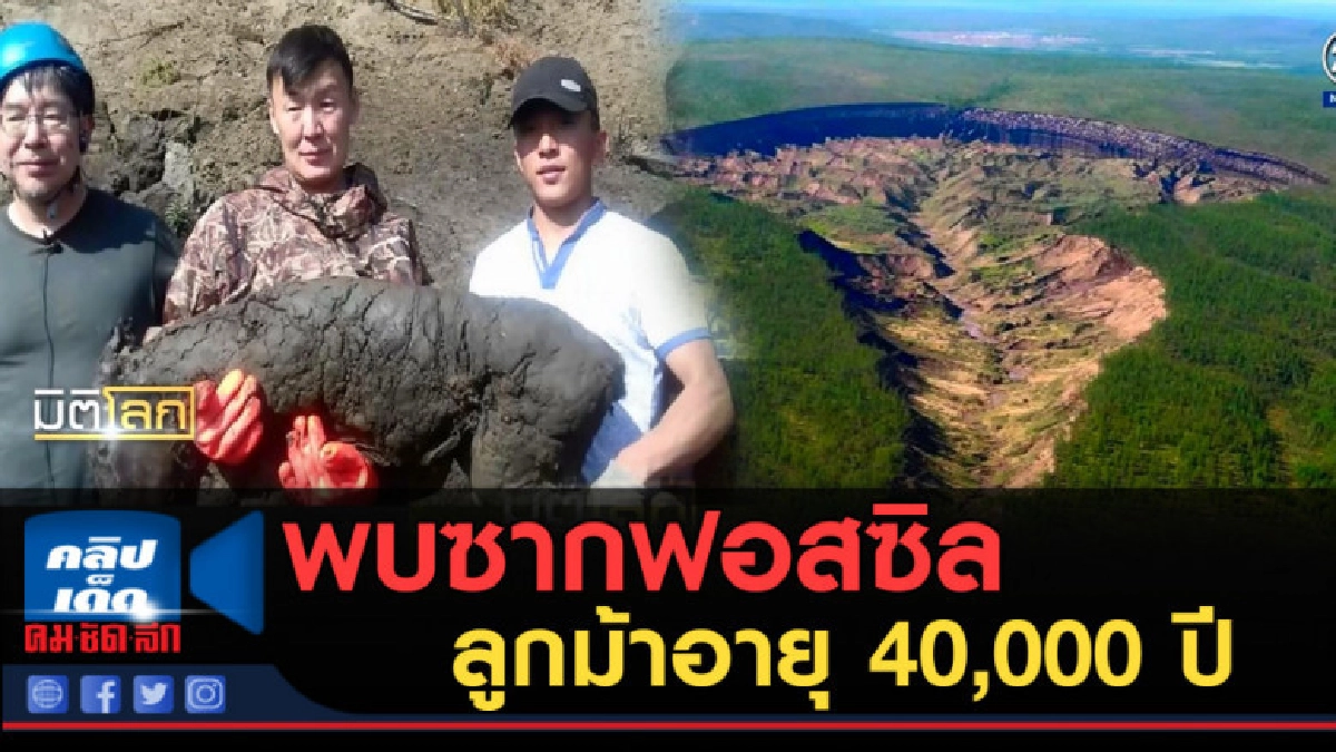(คลิปข่าว) พบซากฟอสซิลลูกม้าอายุ 40,000 ปีในไซบีเรีย (คลิปข่าว) พบซากฟอสซิลลูกม้าอายุ 40,000 ปีในไซบีเรีย