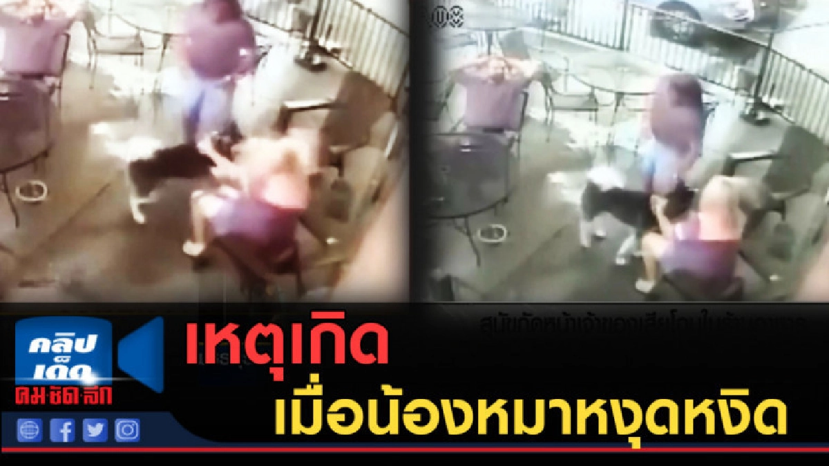 (คลิปข่าว) เมื่อน้องหมาหงุดหงิด แว้นกัดหน้าเจ้าของจนเสียโฉม
