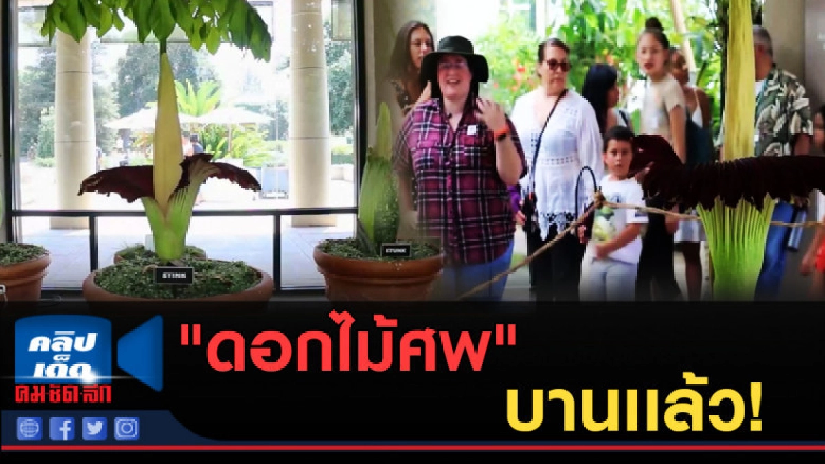 (คลิปข่าว) "ดอกไม้ศพ" บานเต็มที่แล้ว (คลิปข่าว) "ดอกไม้ศพ" บานเต็มที่แล้ว