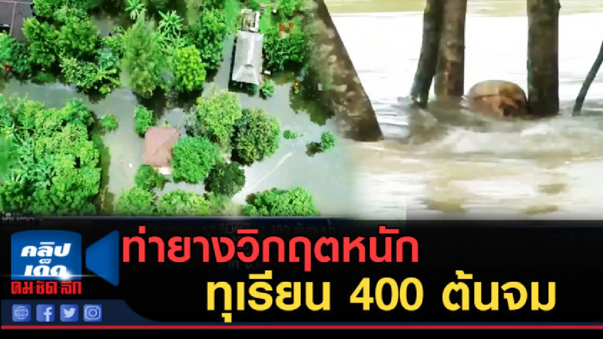 (คลิปข่าว) 2 ตำบลท่ายางวิกฤตหนัก ทุเรียน 400 ต้นจมน้ำ (คลิปข่าว) 2 ตำบลท่ายางวิกฤตหนัก ทุเรียน 400 ต้นจมน้ำ