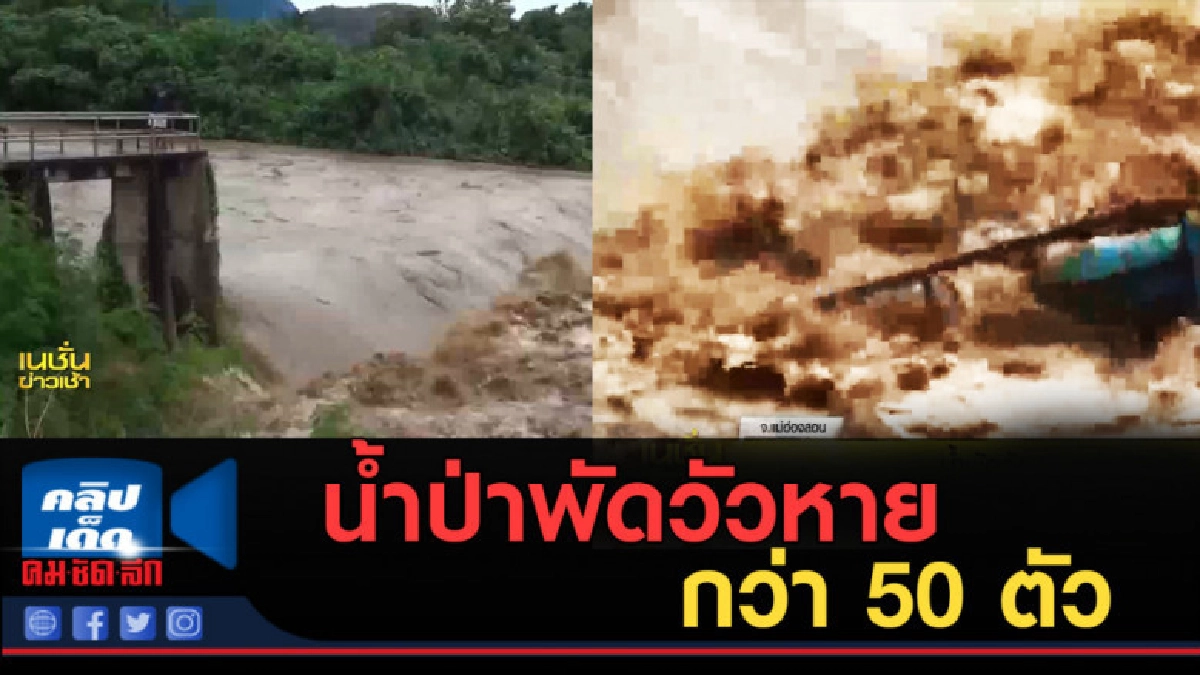 (คลิปข่าว) น้ำป่าพัดวัวหายกว่า 50 ตัว (คลิปข่าว) น้ำป่าพัดวัวหายกว่า 50 ตัว