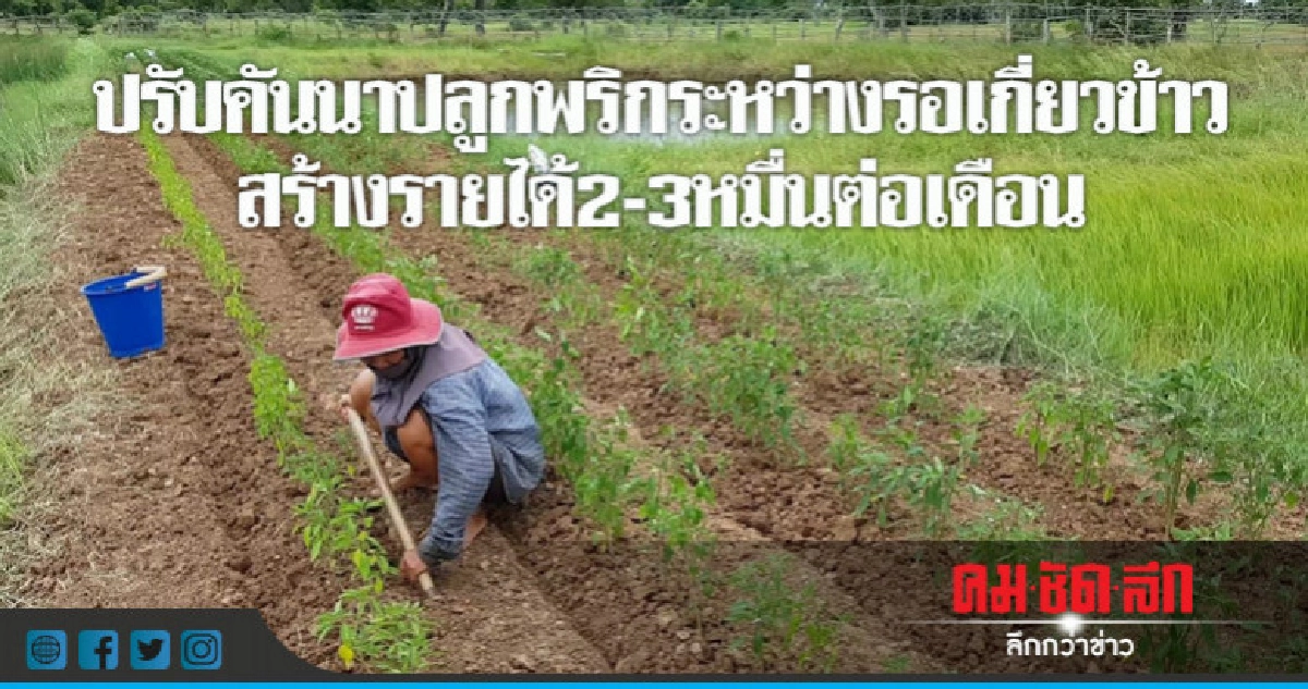  ชาวนาปิ๊งไอเดียปรับคันาปลูกพริกระหว่างรอเกี่ยวข้าว
