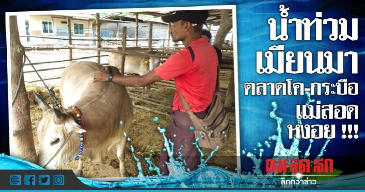 น้ำท่วมเมียนมาตลาดโคหงอย ! น้ำท่วมเมียนมาตลาดโคหงอย !