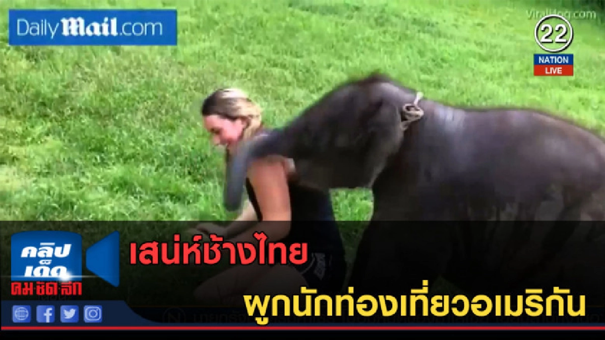 (คลิปข่าว) เสน่ห์ช้างไทย ผูกนักท่องเที่ยวอเมริกัน (คลิปข่าว) เสน่ห์ช้างไทย ผูกนักท่องเที่ยวอเมริกัน