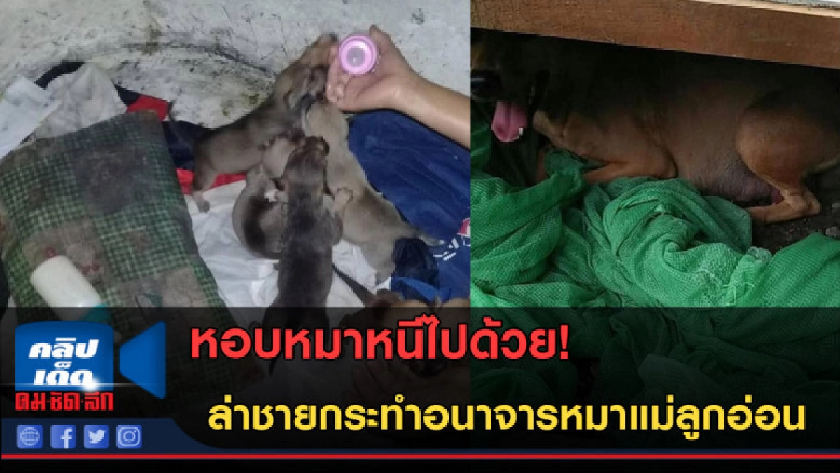 (คลิปข่าว)ล่าชายทำอนาจารหมา หอบแม่หมาไปด้วยลูกหมาหิวนม! (คลิปข่าว)ล่าชายทำอนาจารหมา หอบแม่หมาไปด้วยลูกหมาหิวนม!
